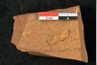 Foto (Detailansicht) von Casuarina cookii Ettingshausen (NHMW-GEO-2024-0188-10355)